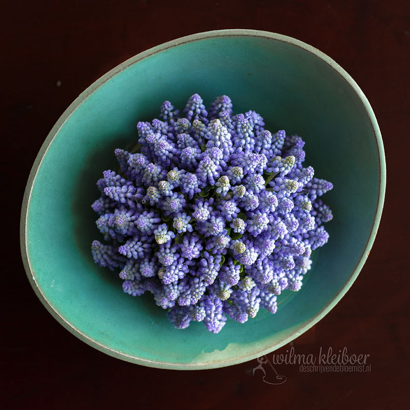 biedemeier blauw druifje. Foto en arrangement: Wilma Kleiboer | de schrijvende bloemist